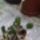 Peperomia_2010-001_803996_43837_t