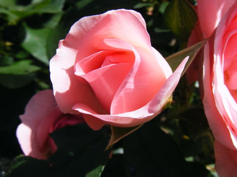 Quuen Elisabeth rózsa 2