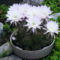 virágzó kaktusz 2