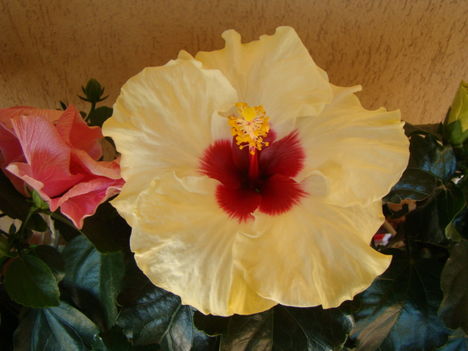 2010aug 20csoportkép 022
