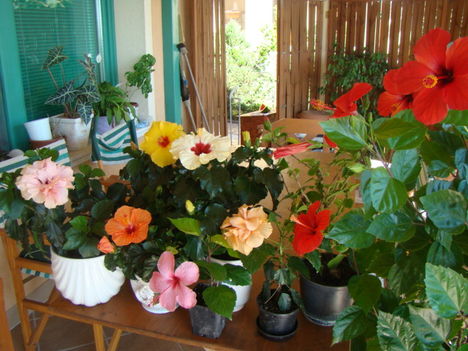 2010aug 20csoportkép 030