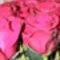 30 szál rózsa 012