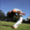 Capoeira_by_Adriiano