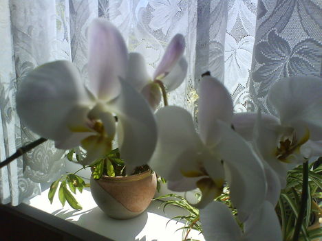 orchidea