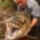 Orias_hal__848724_73432_t