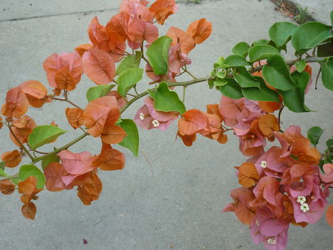 P1010116