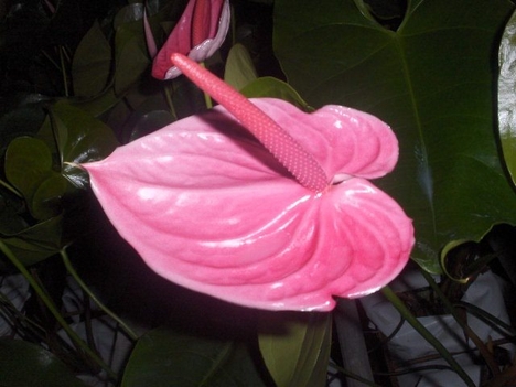 Flamingó virág