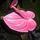 Flamingó virág