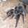 Grammostola_pulchra_01-001_804401_99195_t