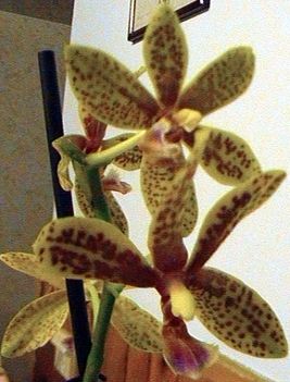 orhidea 1
