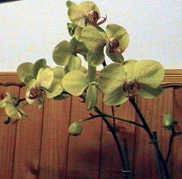 orhidea 3