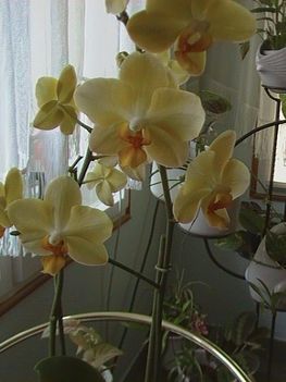 orhidea 4
