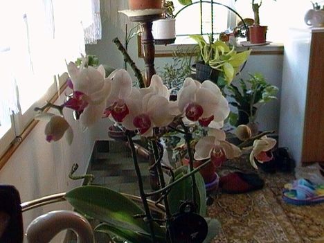 orhidea 5