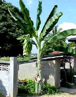 Ensete glaucum (Hó banán)