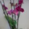 Hat szálas orchidea