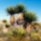 Yucca carnerosana (Óriás tör yucca)