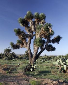 Yucca decipiens (Kínai pálma-yucca)