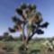Yucca decipiens (Kínai pálma-yucca)