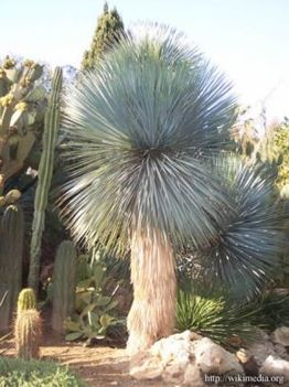 Yucca rostrata (Sascsör yucca)