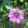 Verbena_853592_25764_t