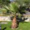 washingtonia_robusta_01_851773_76773