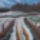 P1050966_855349_46615_t