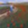 P1050968_855350_84654_t