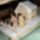 P1050981haziko_855354_69918_t