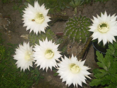 virágzó kaktuszom