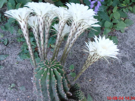 Kaktuszom rekord virágzása : 11 !!!
