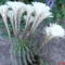 Kaktuszom rekord virágzása : 11 !!!