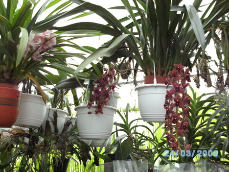 BILD0170 M.cymbidium.