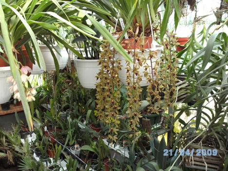 BILD0186 M.cymbidium.