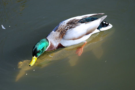 carp-duck