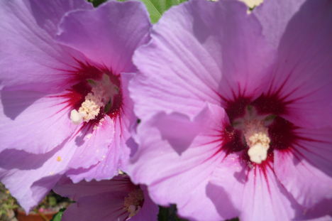 Hibiszkusz 3