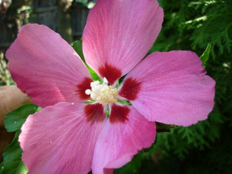 Hibiszkusz 4