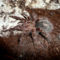 Grammostola puéchripes 0.1.0