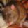 Pitkin_862817_12535_t