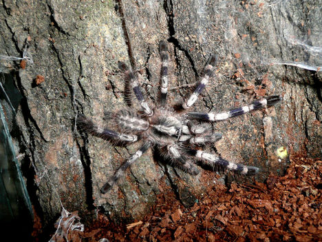 Poecilotheria miranda 0.0.1