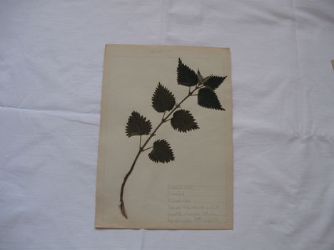 Növénygyűjtő lap 1981-ből: Csonka István