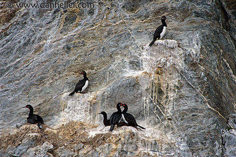 cormorants-1-big
