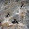 cormorants-1-big