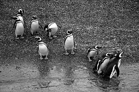 penguins-1-bw-big