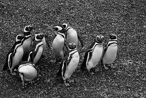 penguins-2-bw-big