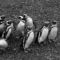 penguins-2-bw-big