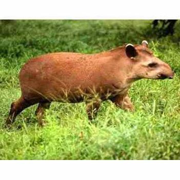 tapir6