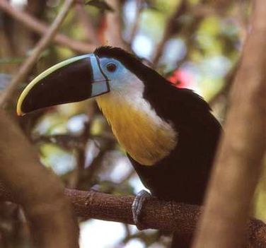 toucan3