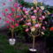világitós virágfák fajszrol 10