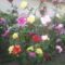 világitós virágfák fajszrol 5