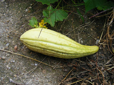 Banán uborka